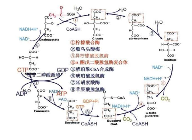 氧在生命活动过程中的作用