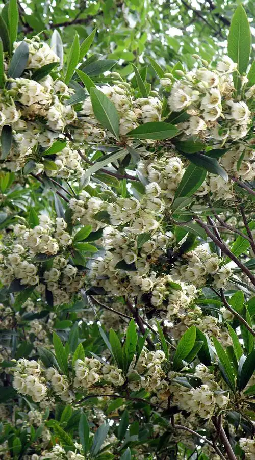 水石榕:洁白的花,一排排,一行行,密密麻麻.满树的流畅和简洁.