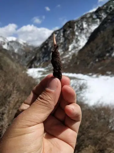 新鲜的冬虫夏草