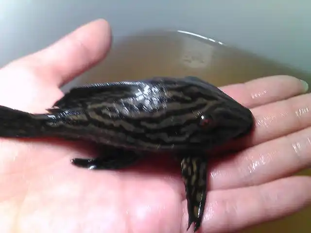 我最爱的异型之哥伦比亚白金皇冠豹来自异型全纪录