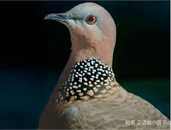 崇明鸟类珠颈斑鸠