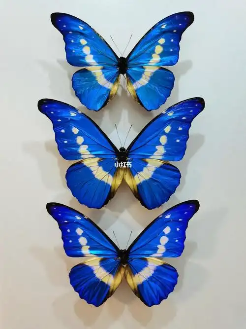 光明女神闪蝶_蝴蝶_兴趣爱好_兴趣爱好其他