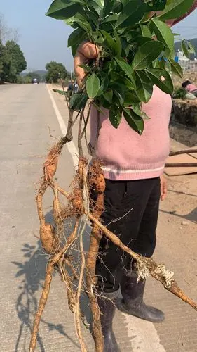 土茯苓苗 土茯苓苗批发 土茯苓苗供应 土茯苓苗基地