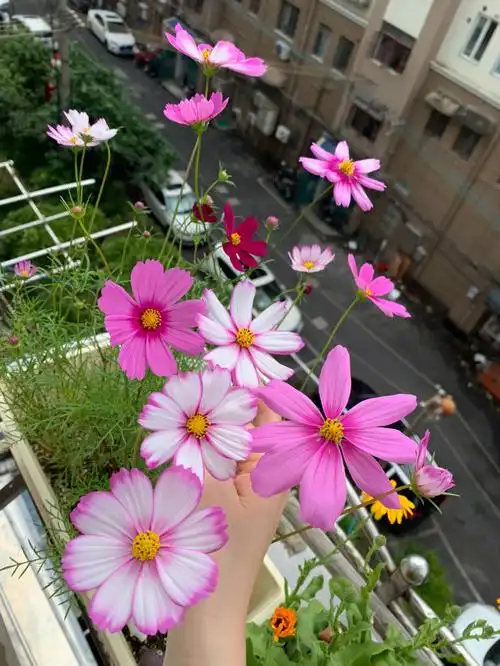 波斯菊摘心打顶