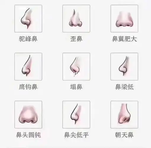 看一下自己的鼻子形状