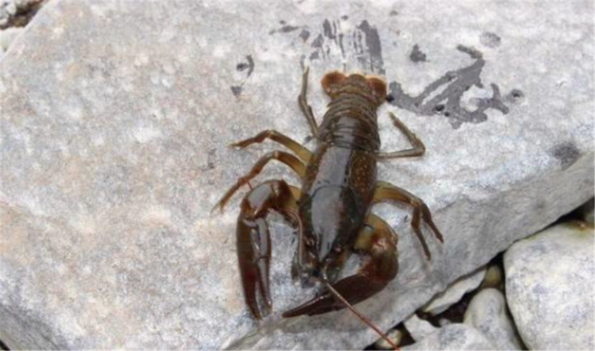 蝲蛄与小龙虾的区别是什么?