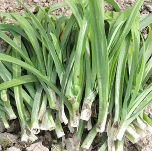 岩葱的功效与作用,岩葱的副作用-药效-用法-图片-39药品通