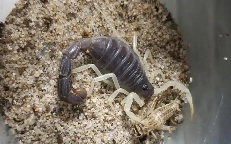 墨玉粗尾蝎 捕食 蛐蛐 记录_哔哩哔哩_bilibili