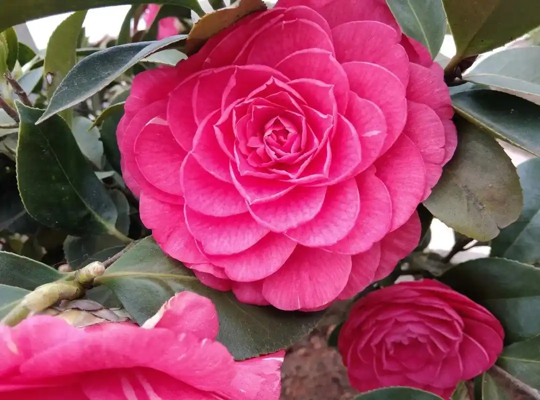 山茶花的花语是谦让,理想的爱,纯洁无瑕,但由于它的花色有很多 - 抖音