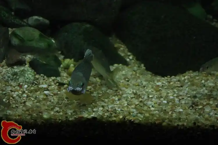 偶尔拍到的宽鳍鱲产卵全过程.