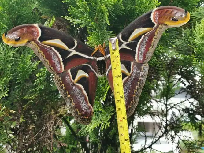 高黎贡山保山管护局腾冲分局监测到国家保护的三有动物冬青大蚕蛾