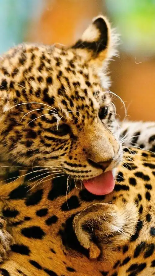 可爱的小豹 iphone 壁纸