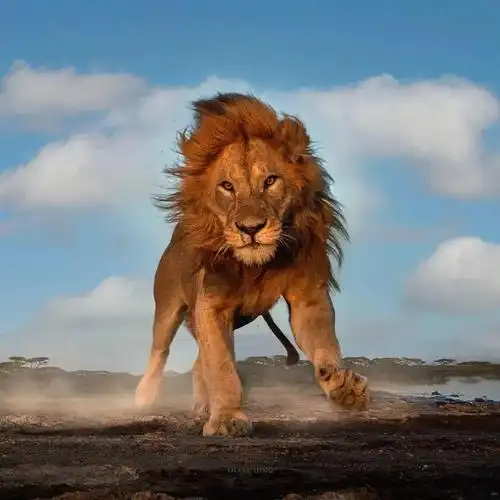 震撼美国国家地理摄影师沙阿兹荣格的顶级野生动物作品欣赏