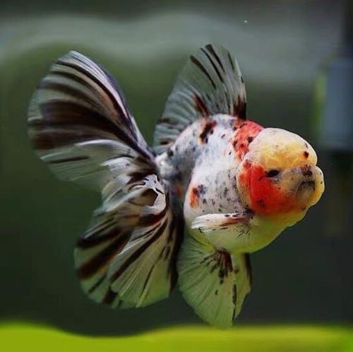 aipharow百褶泰狮冷水金鱼精品活鱼进口f1红菠萝泰师樱花黑色百褶裙