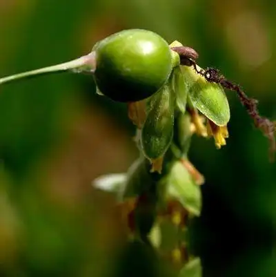 叶上珠根_中药大全