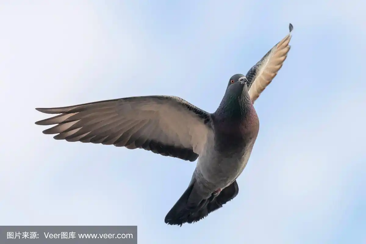 天空,蓝色,鸽子,飞,特写