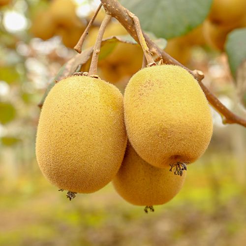 四川黄心猕猴桃新鲜奇异果水果当季 整箱大果特大果狝泥弥猴桃 包邮优