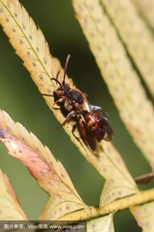 蜜蜂,红色,可爱的,游牧民族,动物腿