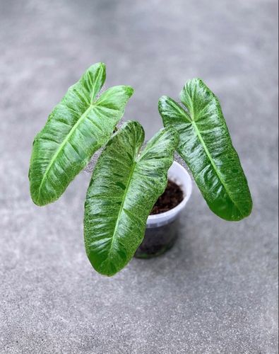 稀有盆栽金龙暗锦蔓绿绒fuzzy green mottled variegation绿植