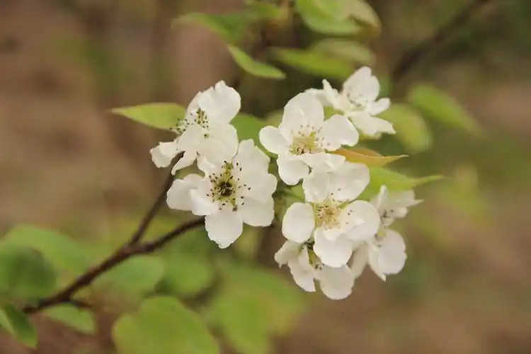 淡雅的小小的白色梨花,摇曳在微风中,散发着无限的活力与生机,望之