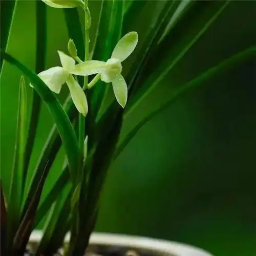 唯美清新脱俗兰花头像图片