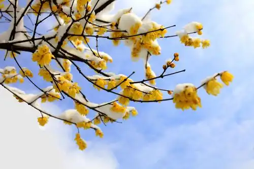 雪润腊梅花更俏