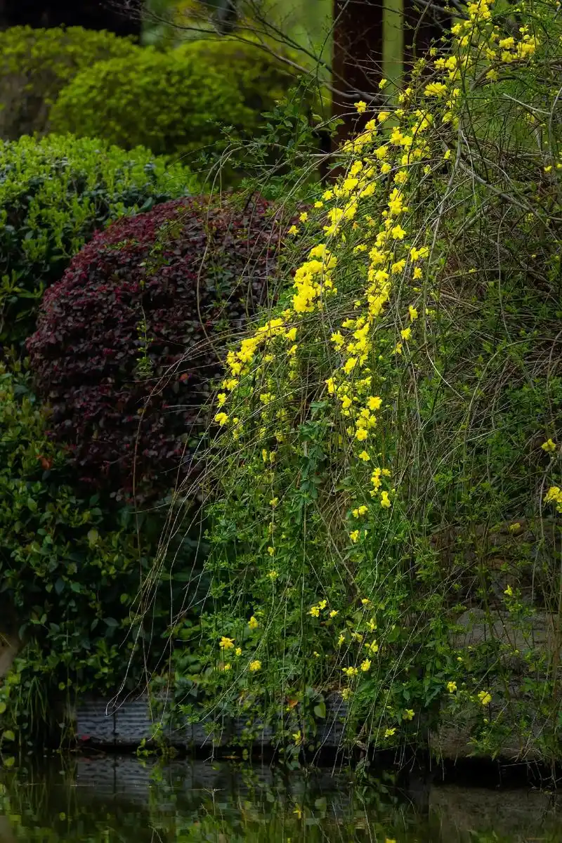 迎春花.#迎春花 #春日赏花攻略 #踏青 #春游 迎春花:又 - 抖音