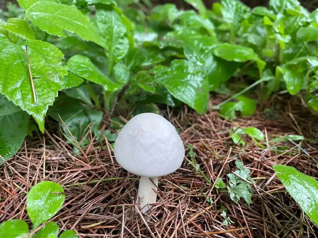 雨天的小惊喜——可爱的的白蘑菇#大自然的馈赠 #随手拍 #雨 - 抖音