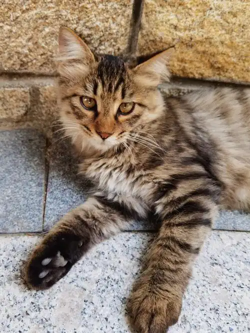 是长毛狸花吗有没有一点缅因的血统在身上