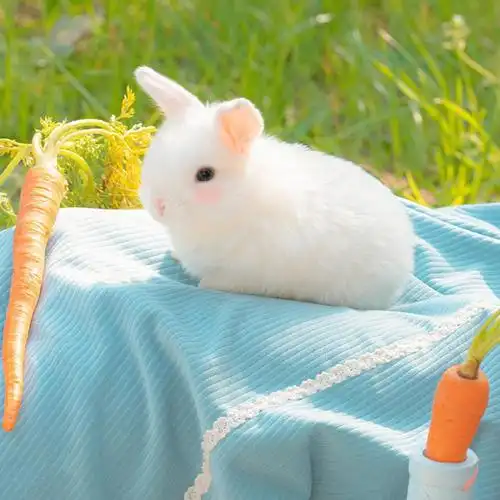 超级可爱的兔兔头像,高清兔子头像超萌可爱图片_动物头像_头像屋