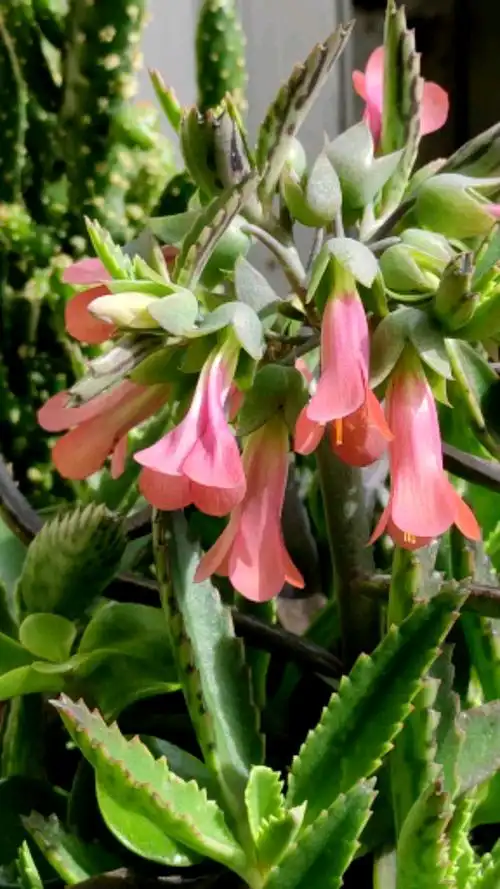 落地生根要开花了