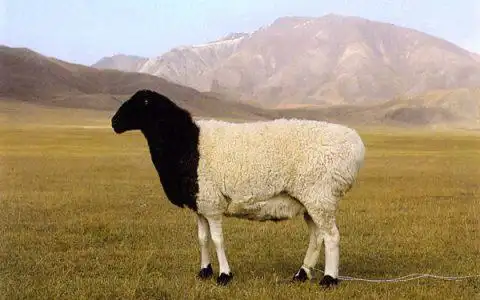 优选而成的优质新品种,也是我国肉用性能最好的山羊新品种,是国家重点