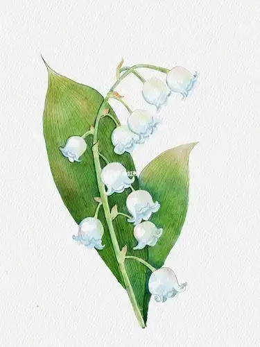 铃兰简笔画 铃兰简笔画图片