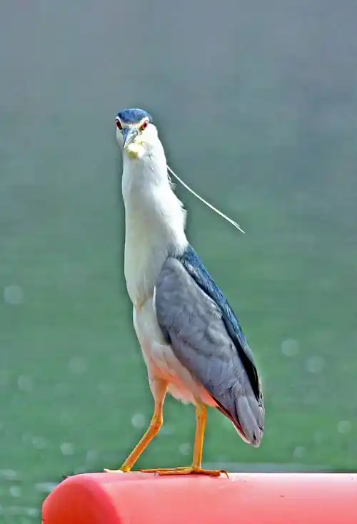 夜鹭夜出性鸟类