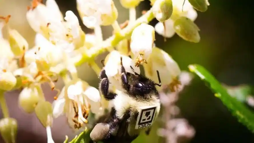 researchers have been super-gluing little barcodes to bumblebees