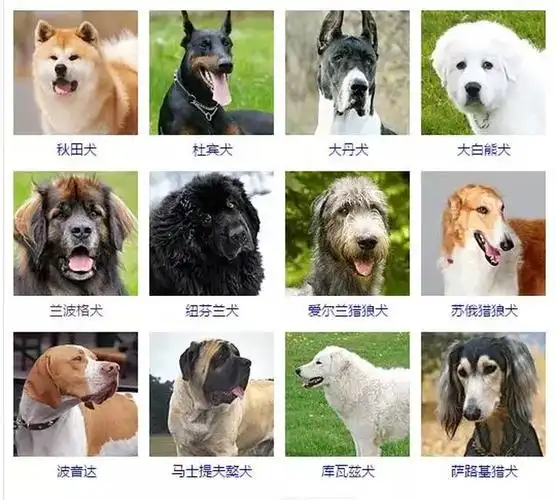 一篇文章让你了解狗的所有种类 - 宠物趣闻 - 新闻资讯 - 安徽大嘴狗