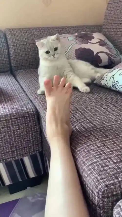 猫咪看到脚趾分开后的表情我差点笑出声