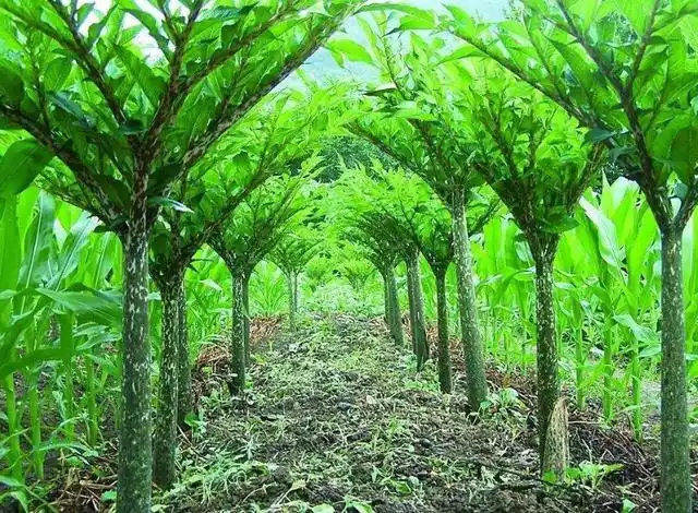 魔芋深受年轻人喜欢,田间管理有讲究,这几点一定要上心