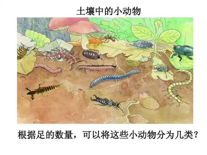 12.1土壤中的小动物_word文档在线阅读与下载_免费文档