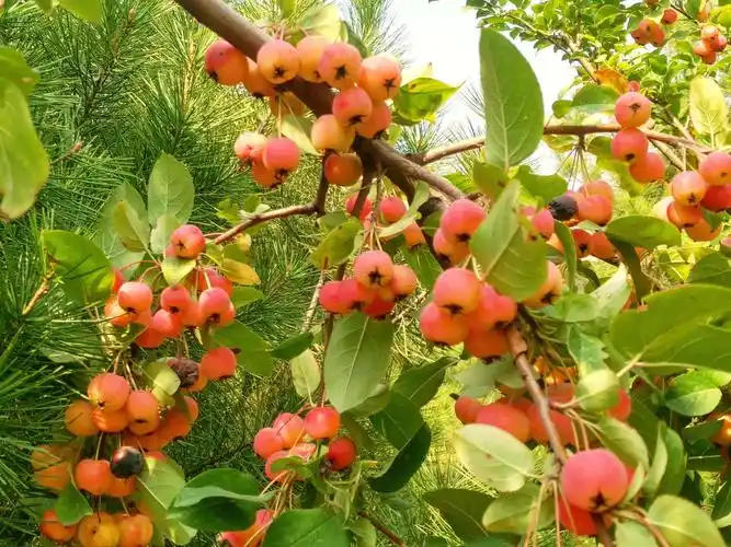 写美篇  西府海棠花美,果同样不逊风骚,现在正是果实成熟的季节,赏果