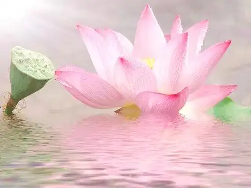 "七朵莲花"和简书里那个姑娘