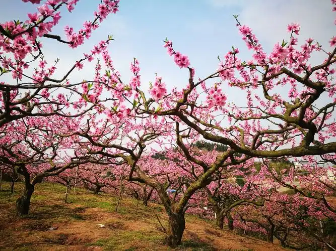 在桃花盛开的地方