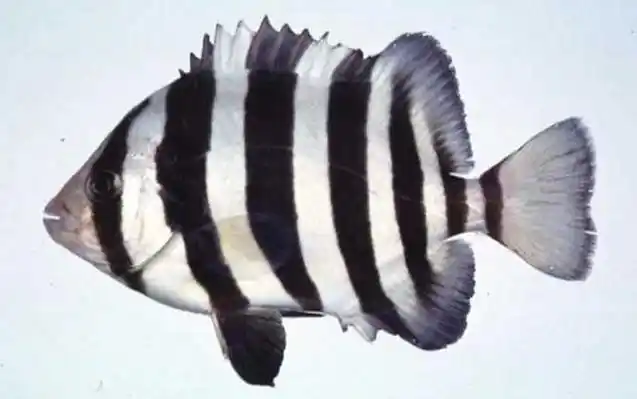 条石鲷是什么鱼?