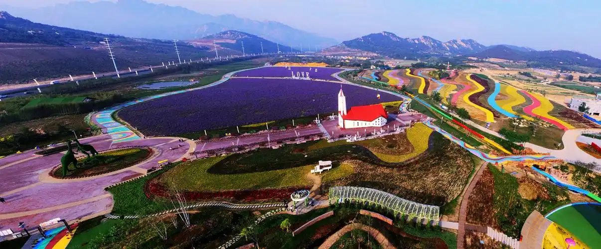 西海岸生态观光园薰衣草花海迎来最佳赏花期