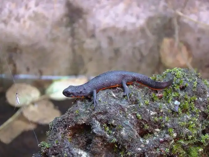 娃娃鱼有那种长得像蜥蜴腹部是橘色
