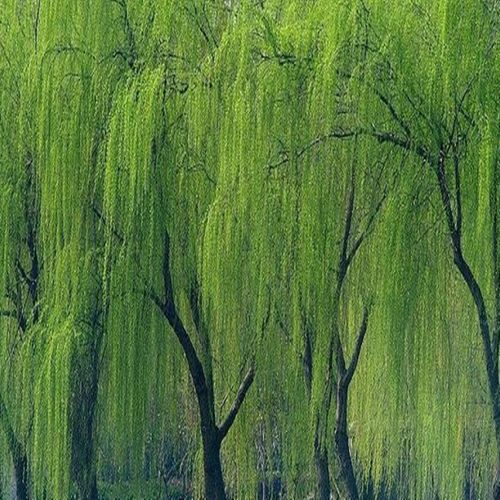 四季柳树苗金丝垂柳小苗柳树枝条柳树竹柳树苗盆栽地栽庭院绿化苗木 2