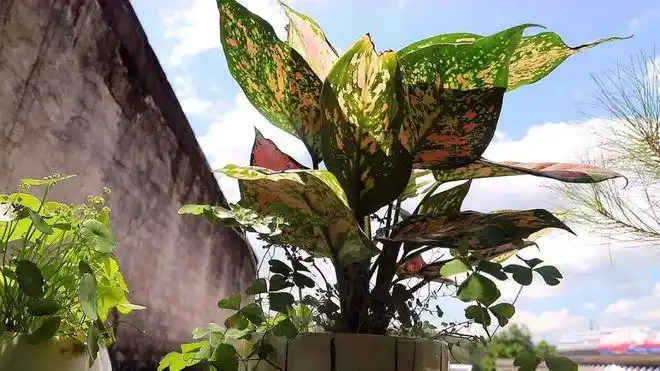 让花叶万年青"绿"上一万年的奥秘,尽在这份栽培要领中!_网易订阅