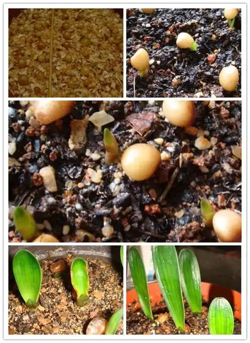 君子兰种子圆头和尚绿植盆栽种子君子兰花种子室内家庭植四季播种绿花