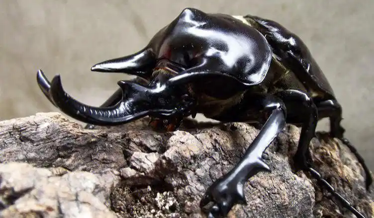 甲斗原形独角仙假面骑士