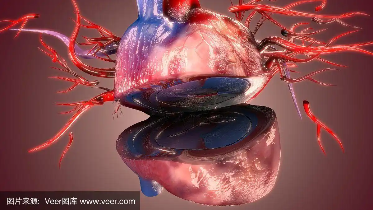 人体器官心脏解剖三维插图